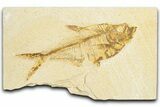Bargain, Fossil Fish (Diplomystus) - Wyoming #348091-1